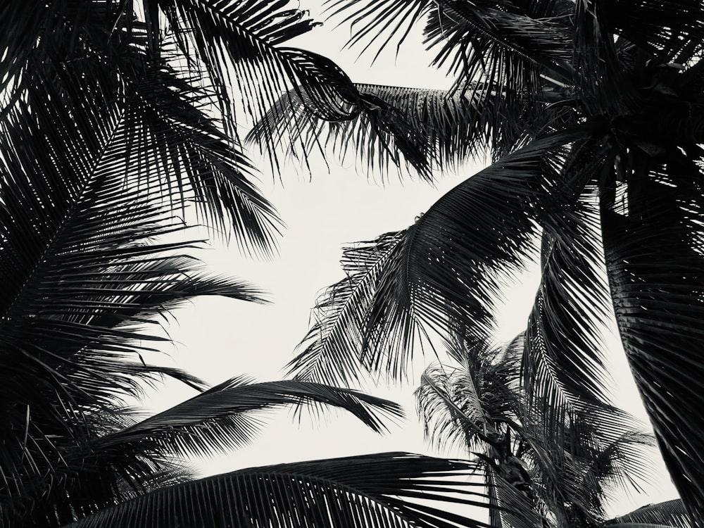 a black and white photo of palm trees