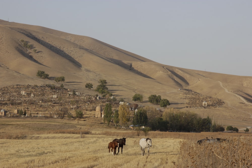 a group of horses standing on top of a dry grass field