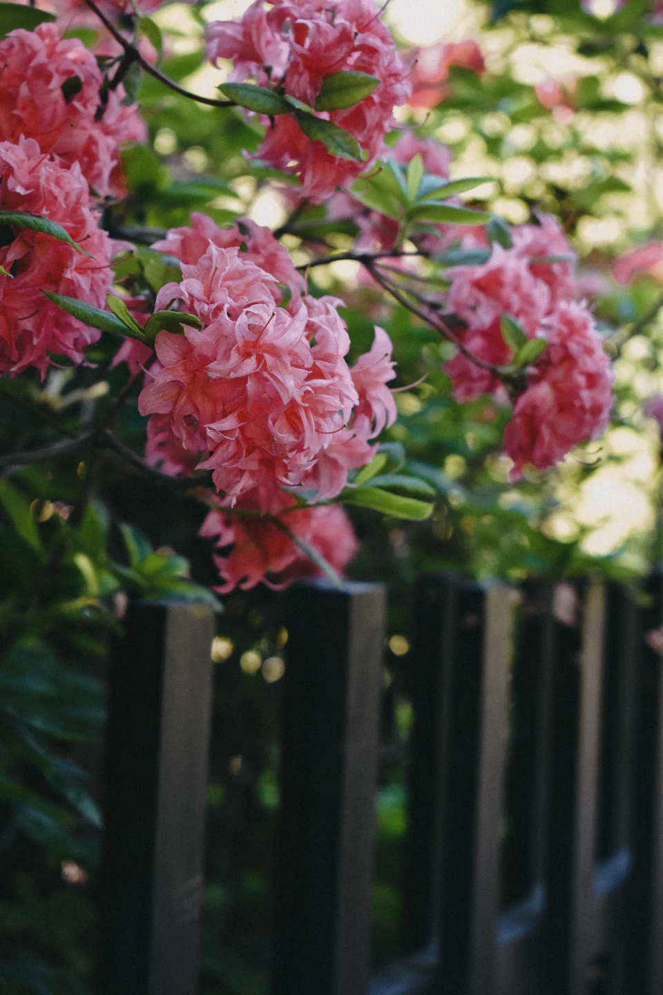 Black metal fence runs along garden's bottom right edge, hiding pink flower blooms