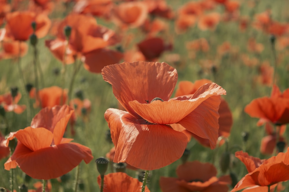 a field full of orange flowers with green stems