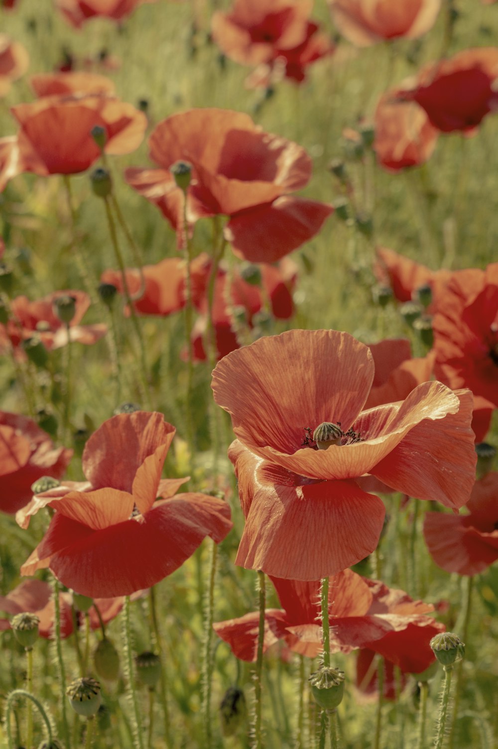 a field full of red flowers with green stems