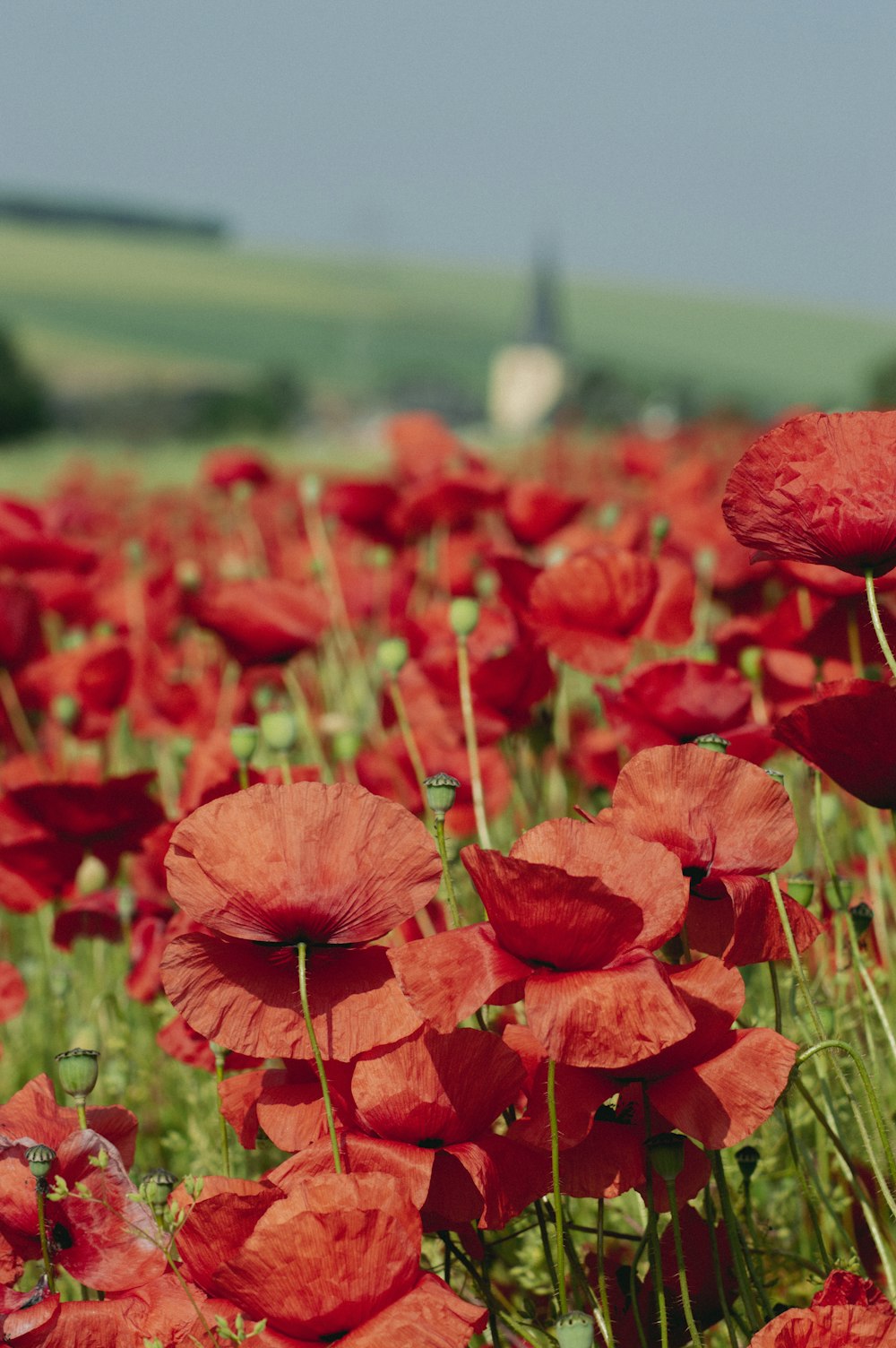 a field full of red flowers with a sky background