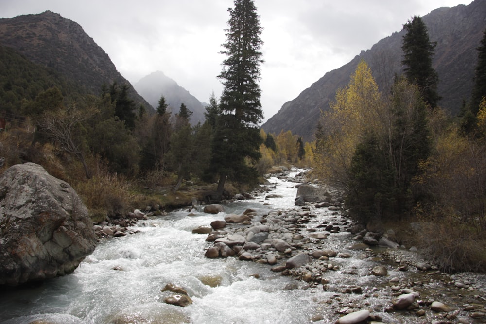 a river running through a lush green forest