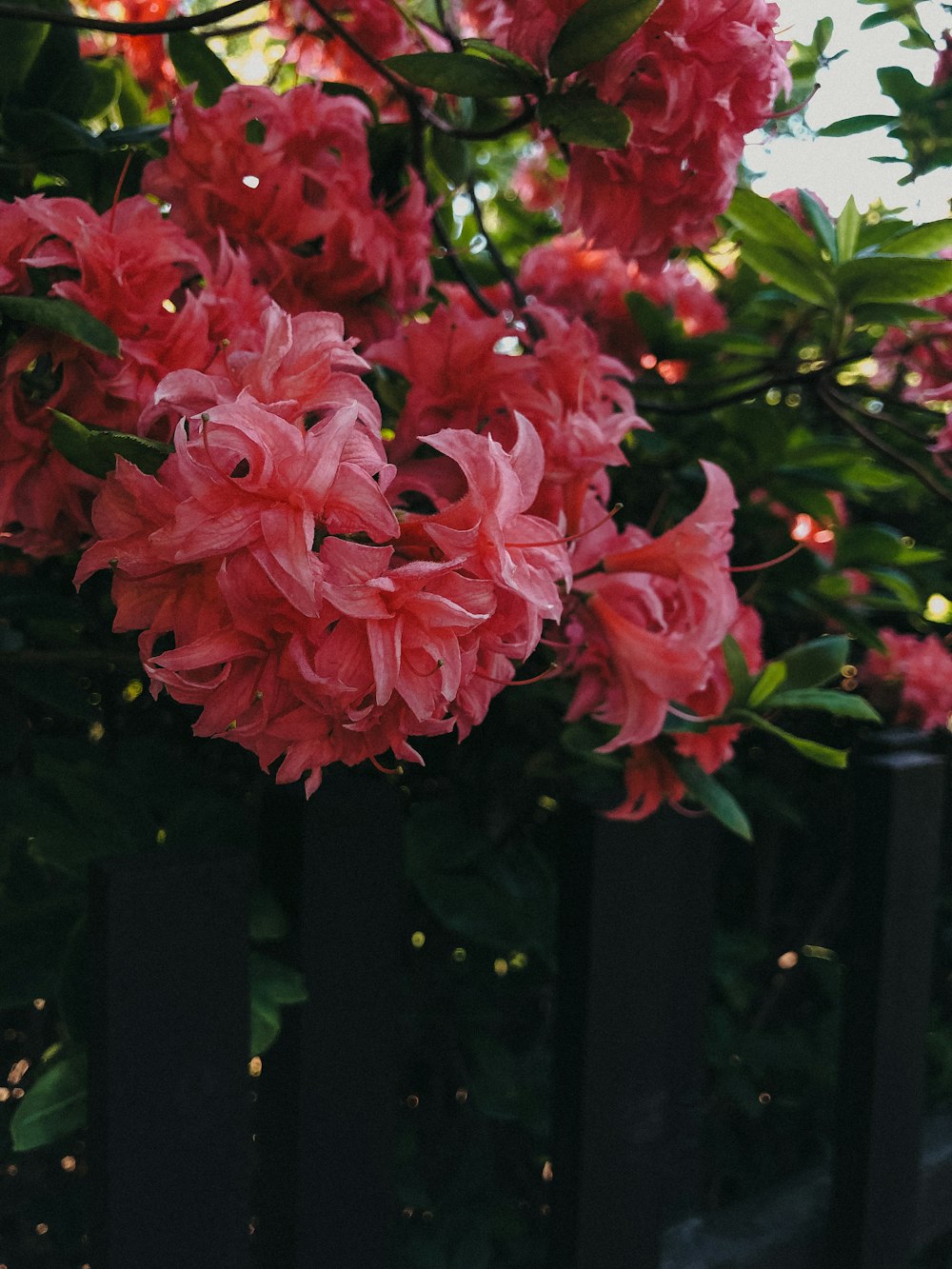 a bunch of flowers that are on a fence