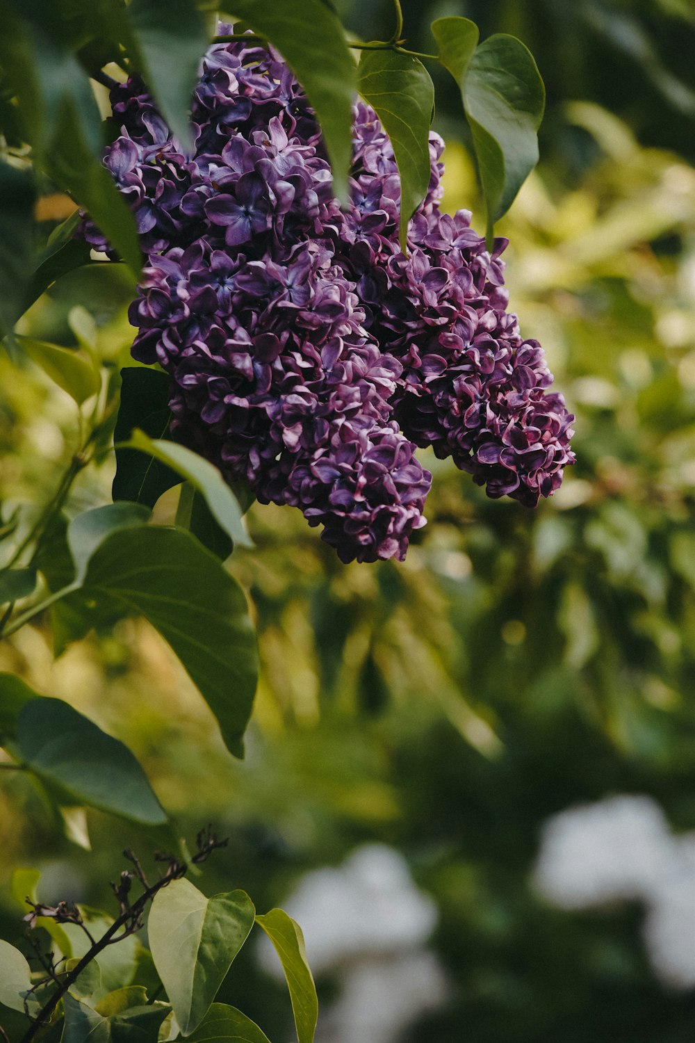 a bunch of purple flowers hanging from a tree