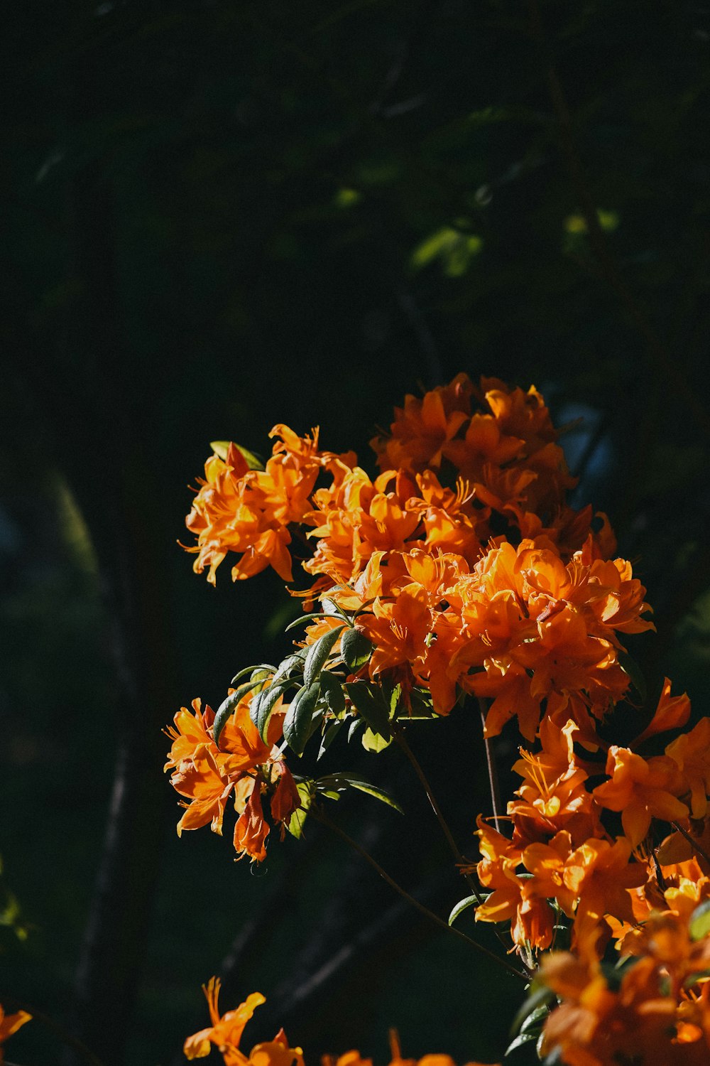 a bunch of orange flowers that are on a tree