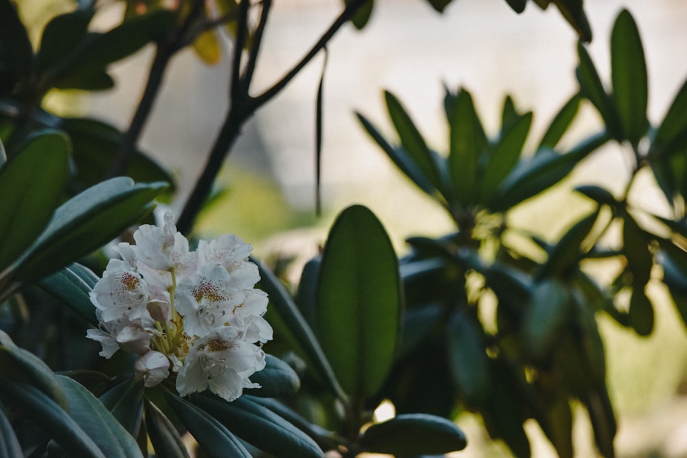 a close up of a flower on a tree