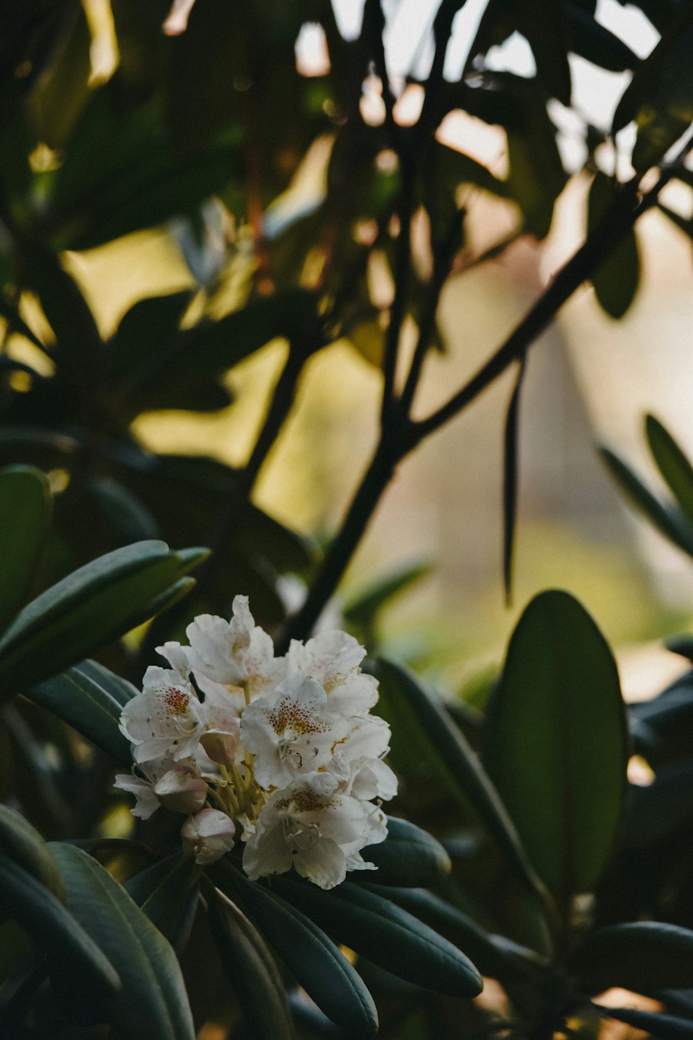 a close up of a flower on a tree