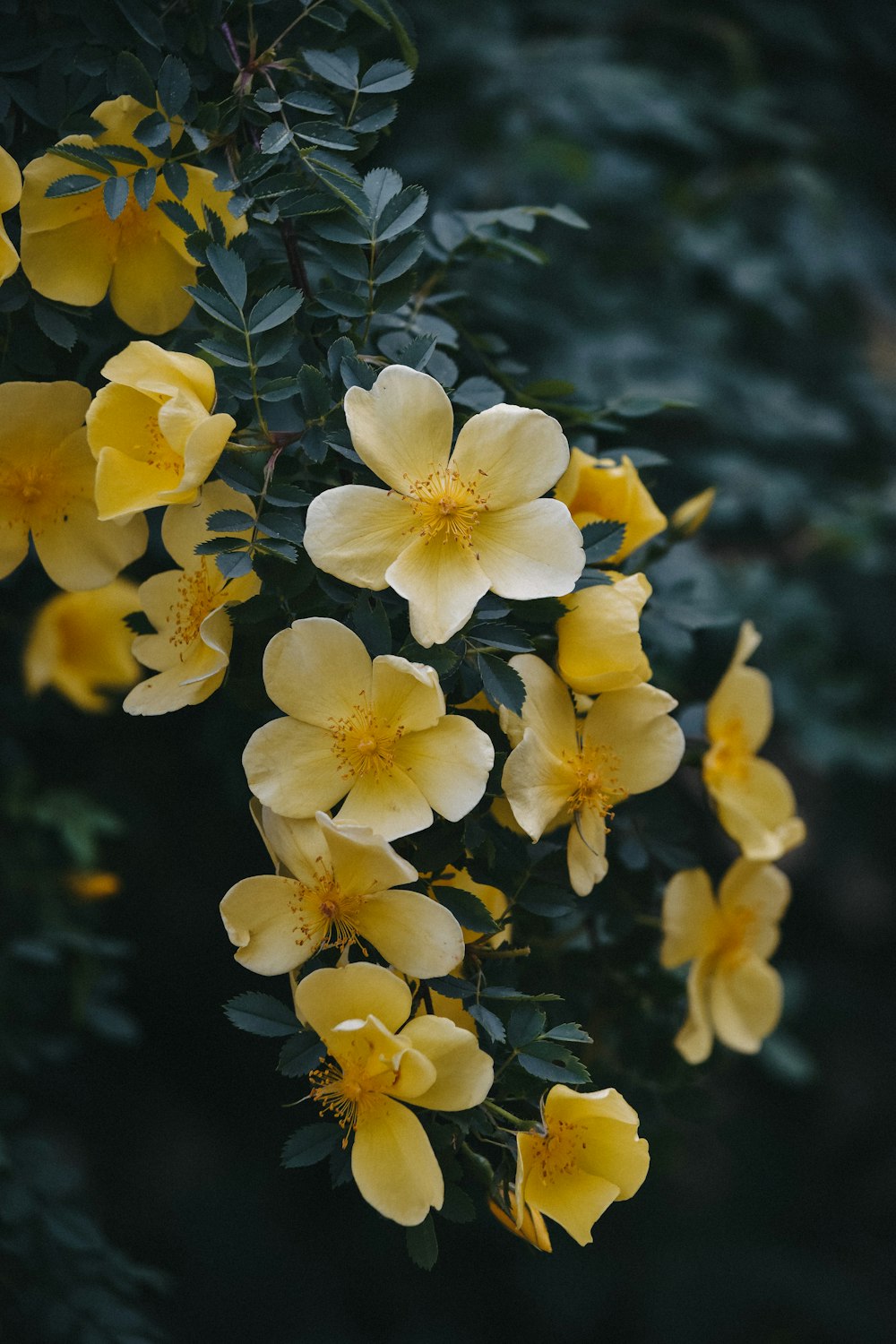 a bunch of yellow flowers that are on a tree