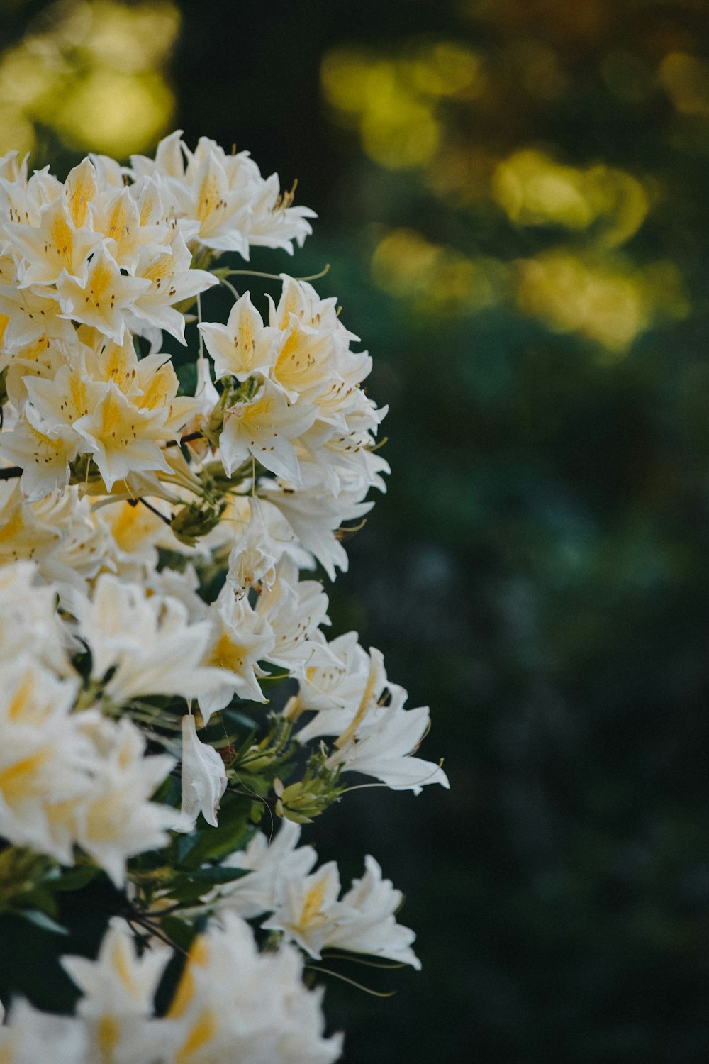 a bunch of white flowers with yellow centers