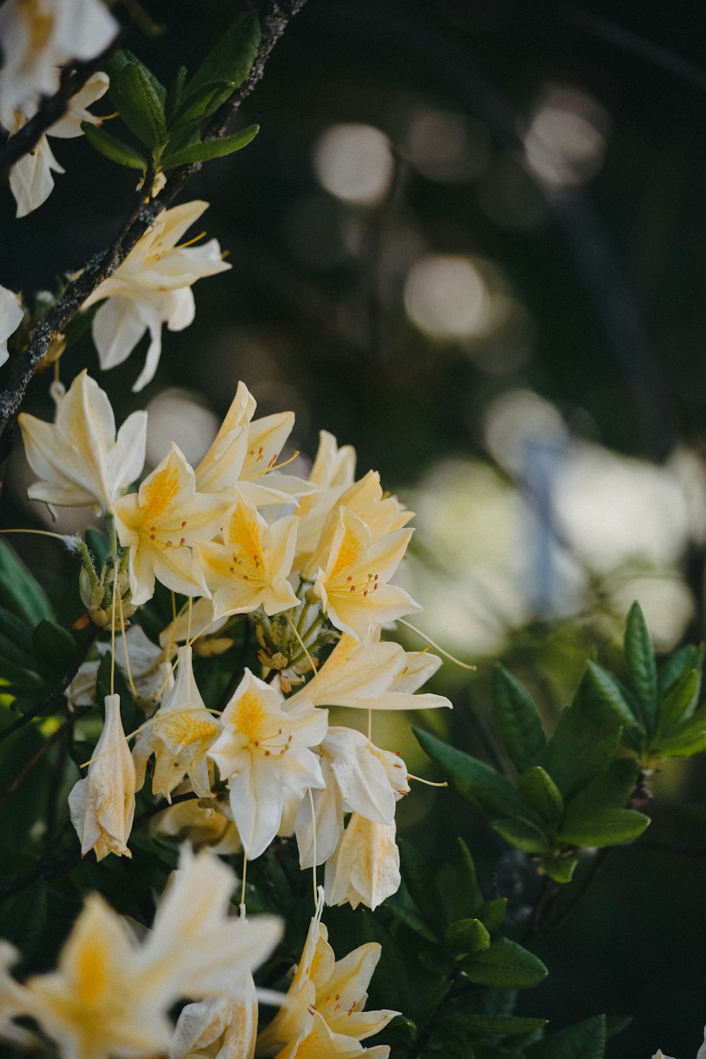 a bunch of flowers that are on a tree