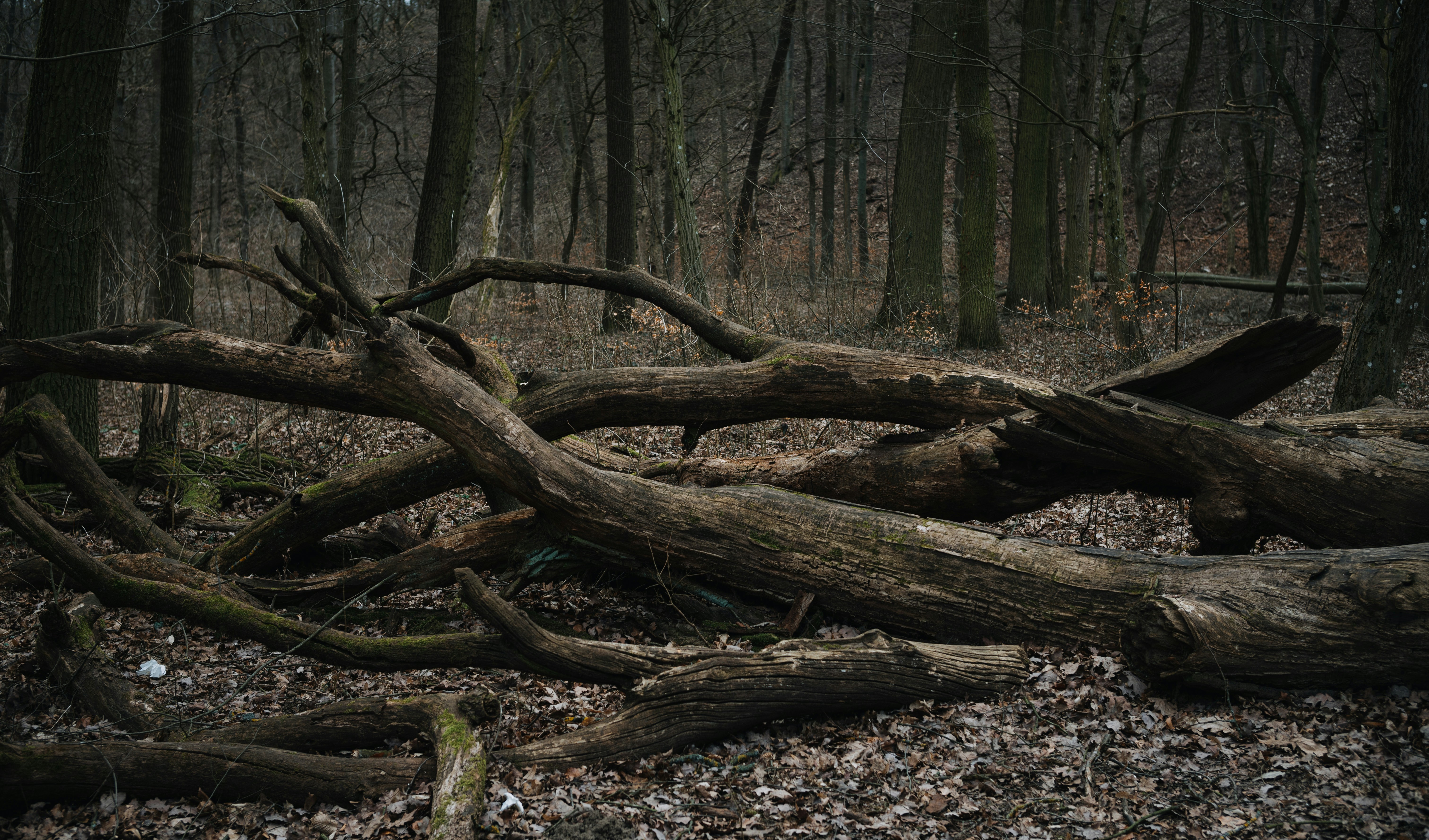 a fallen tree in the middle of a forest