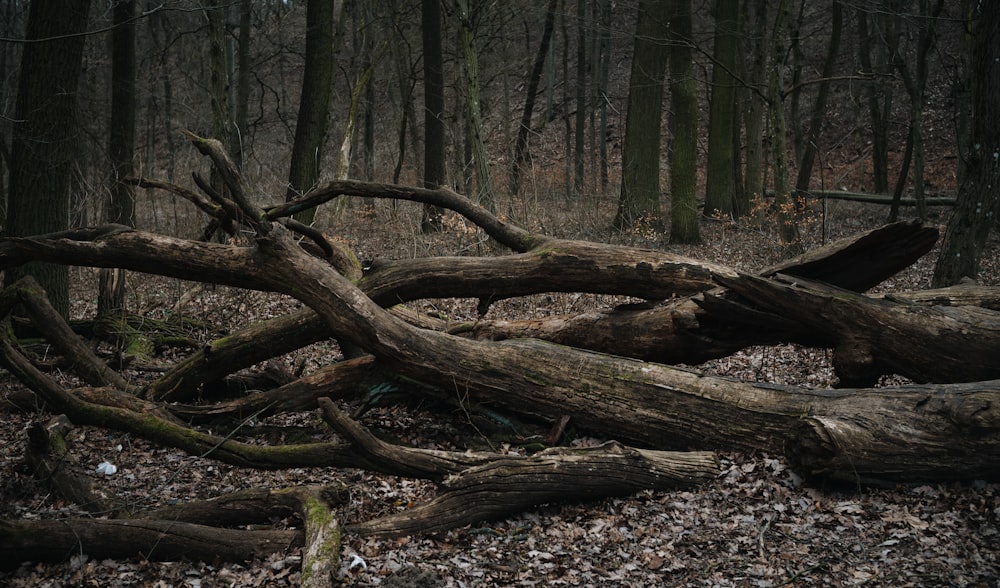 a fallen tree in the middle of a forest