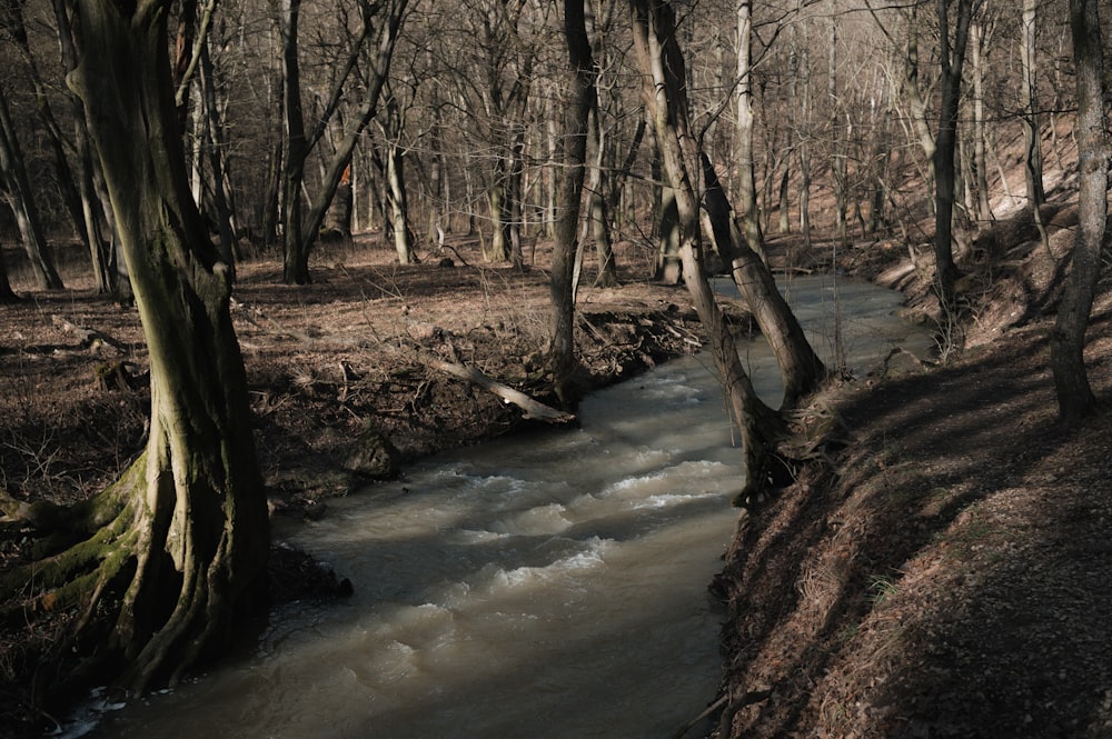 a stream running through a forest filled with trees