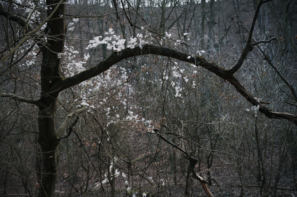 a tree with white flowers in a wooded area