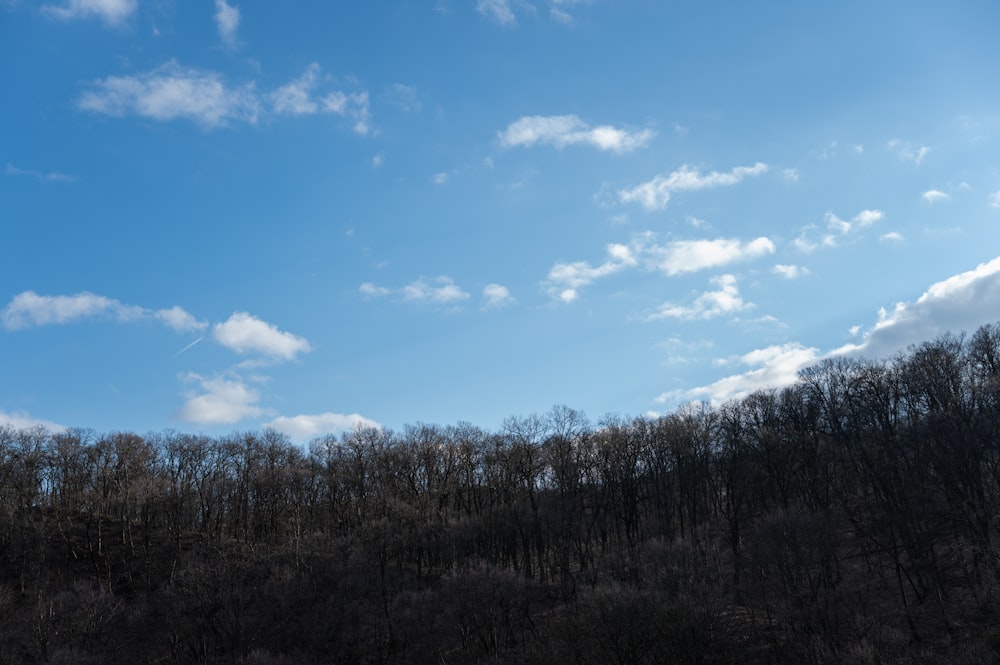 a blue sky with some clouds and trees