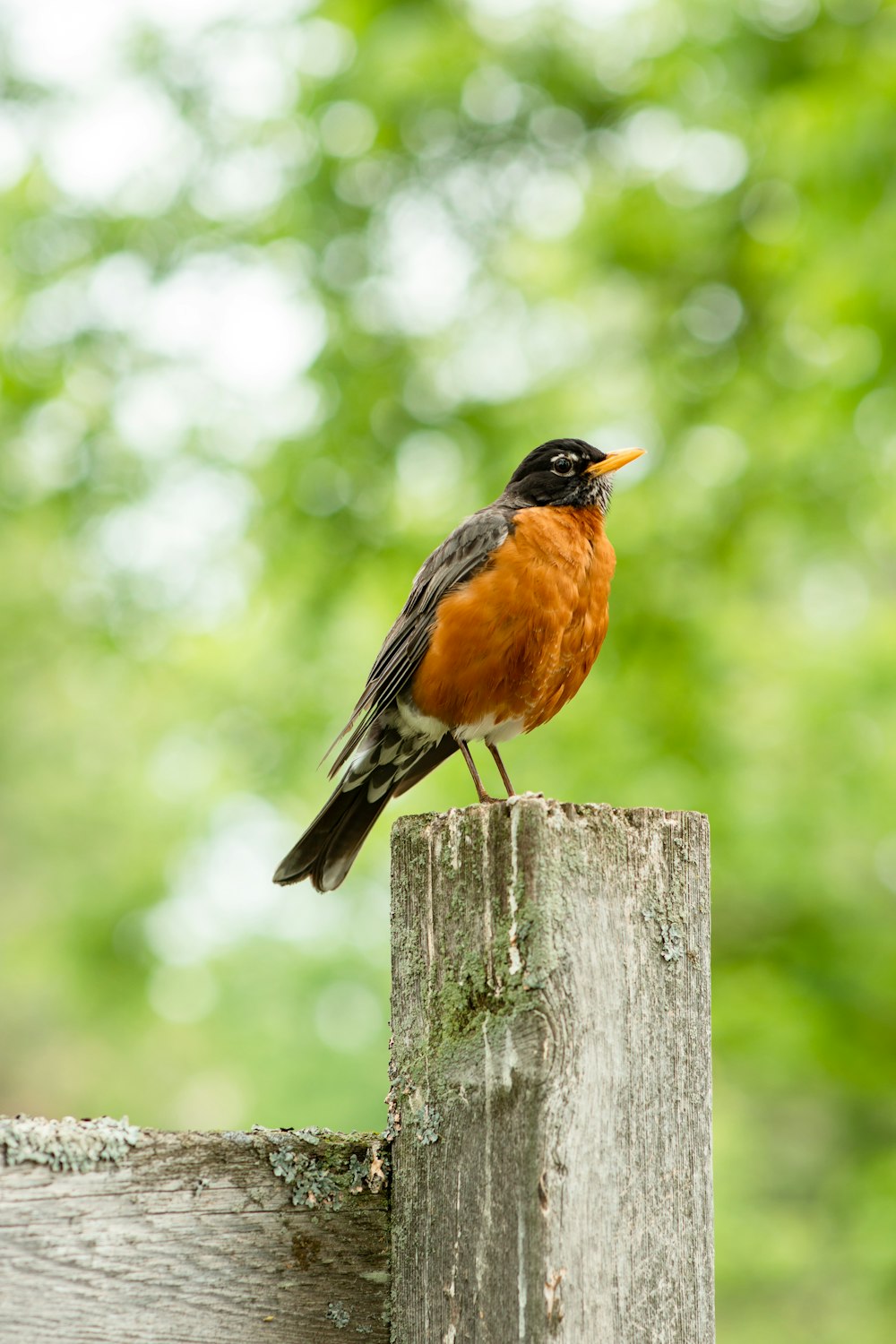 a small bird perched on top of a wooden post