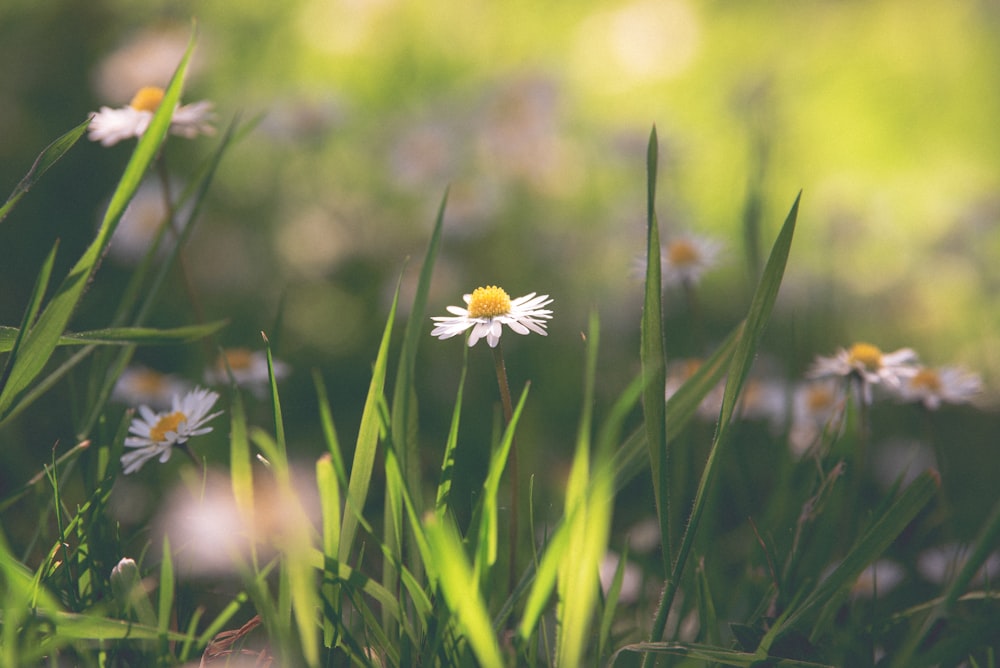 a close up of a daisy in a field of grass