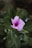 A single pink flower with a delicate, light purple hue is surrounded by lush, dark green leaves. The petals have a soft texture and a prominent white edge, while the leaves are broad with visible veins.