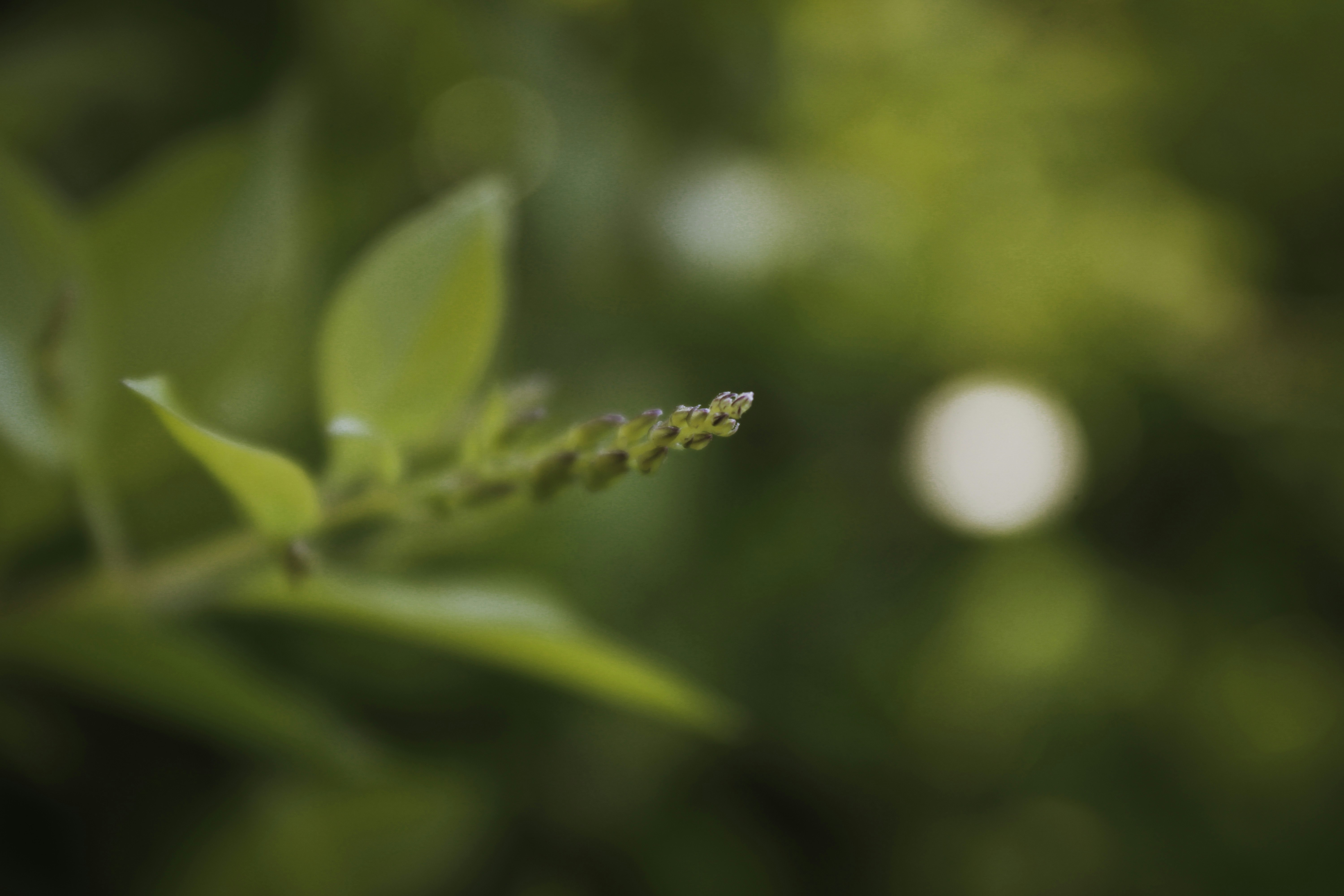 Photo by prasad_s_photography