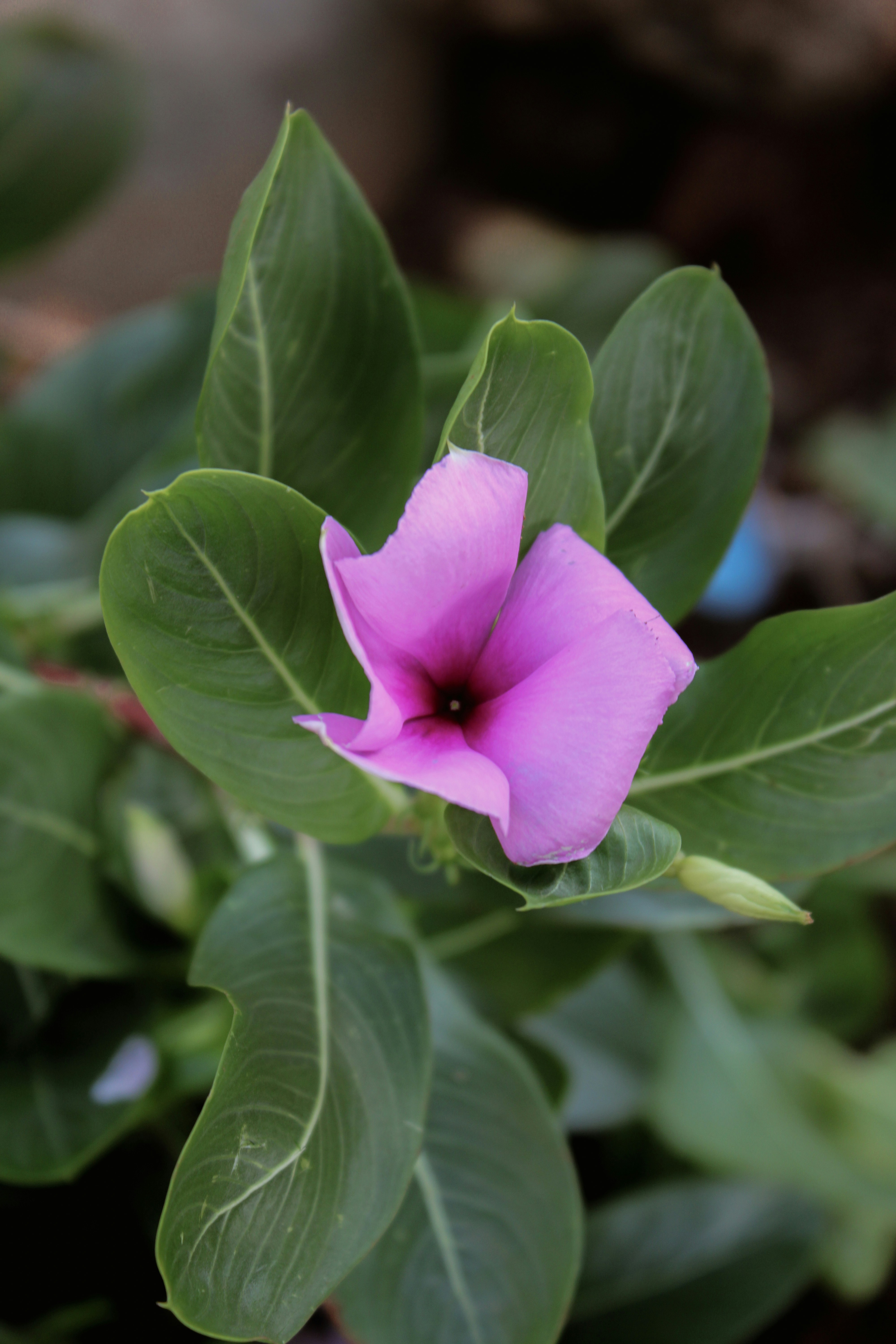 Photo by prasad_s_photography