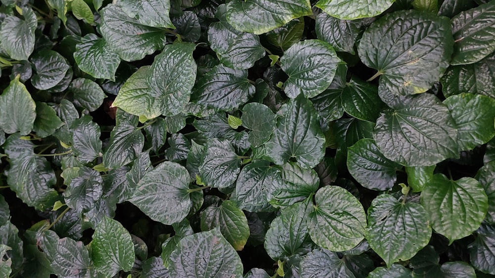 a close up of a plant with green leaves