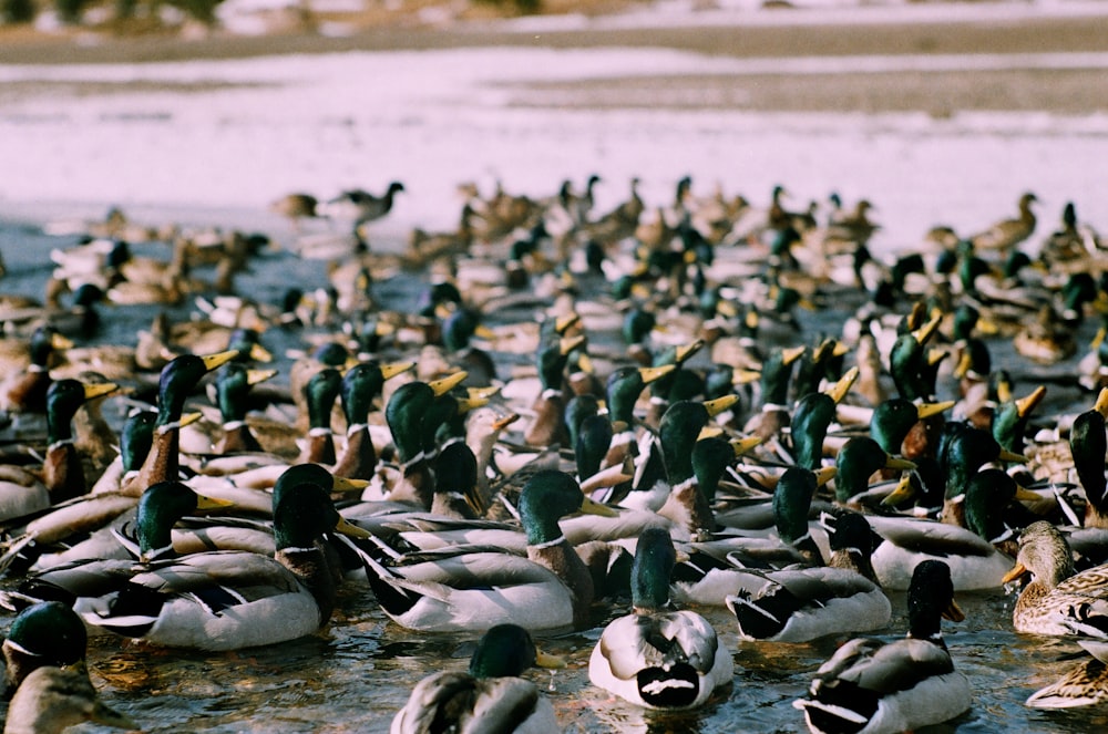 a large group of ducks in a body of water