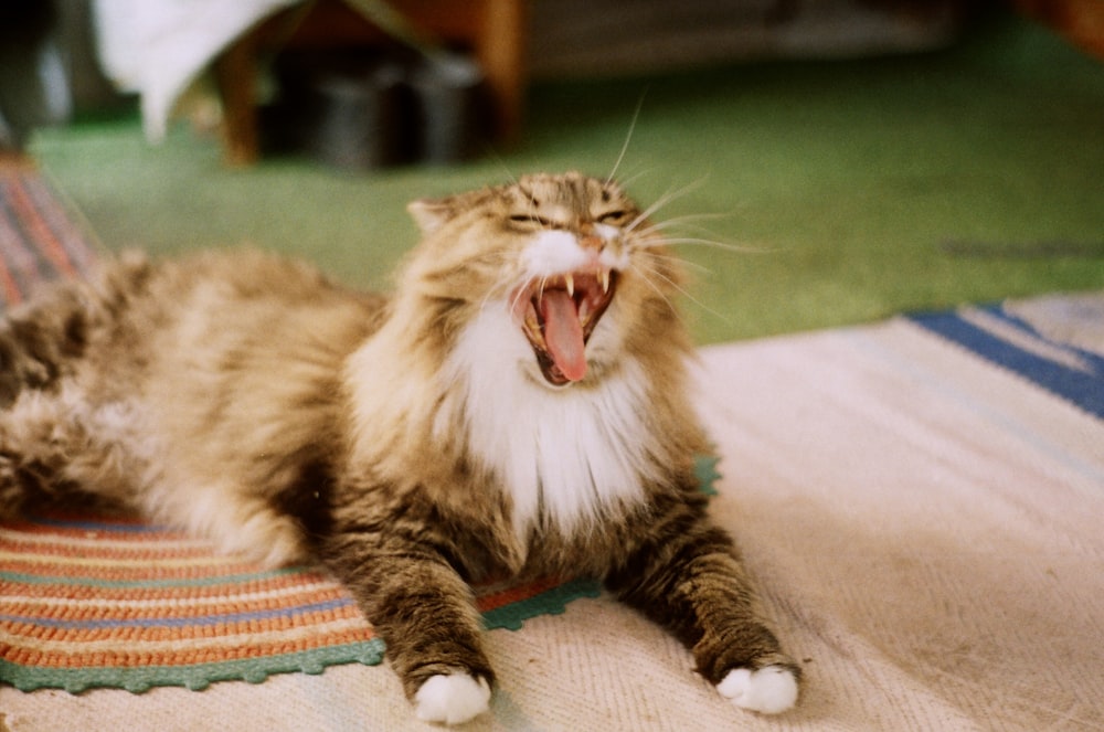 a cat yawns while laying on a rug