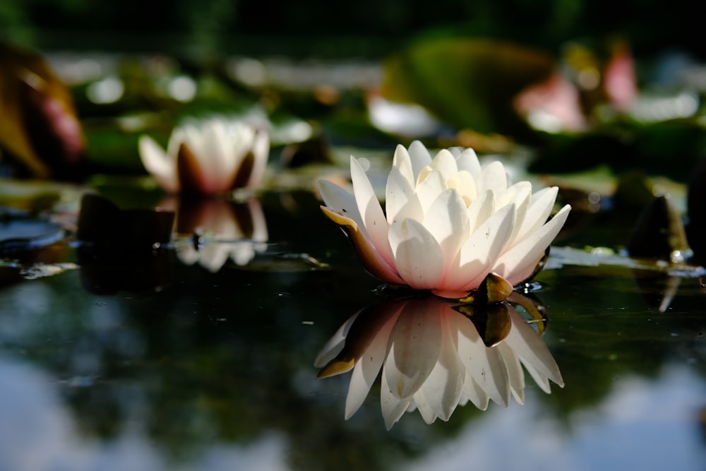 a group of water lilies floating on top of a pond