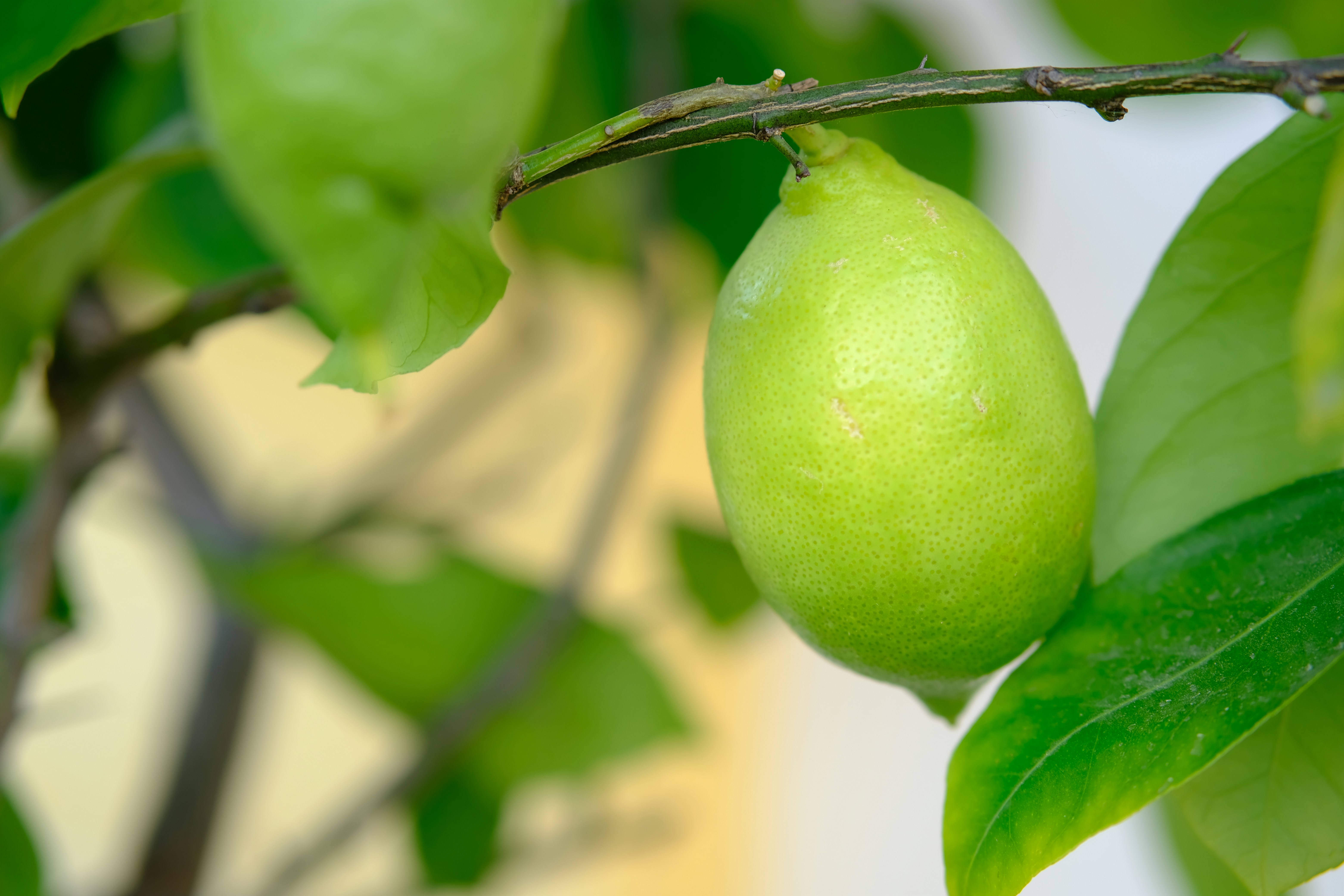 a green fruit hanging from a tree branch