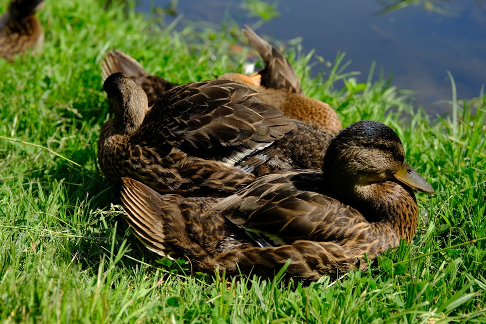 a couple of ducks sitting on top of a lush green field