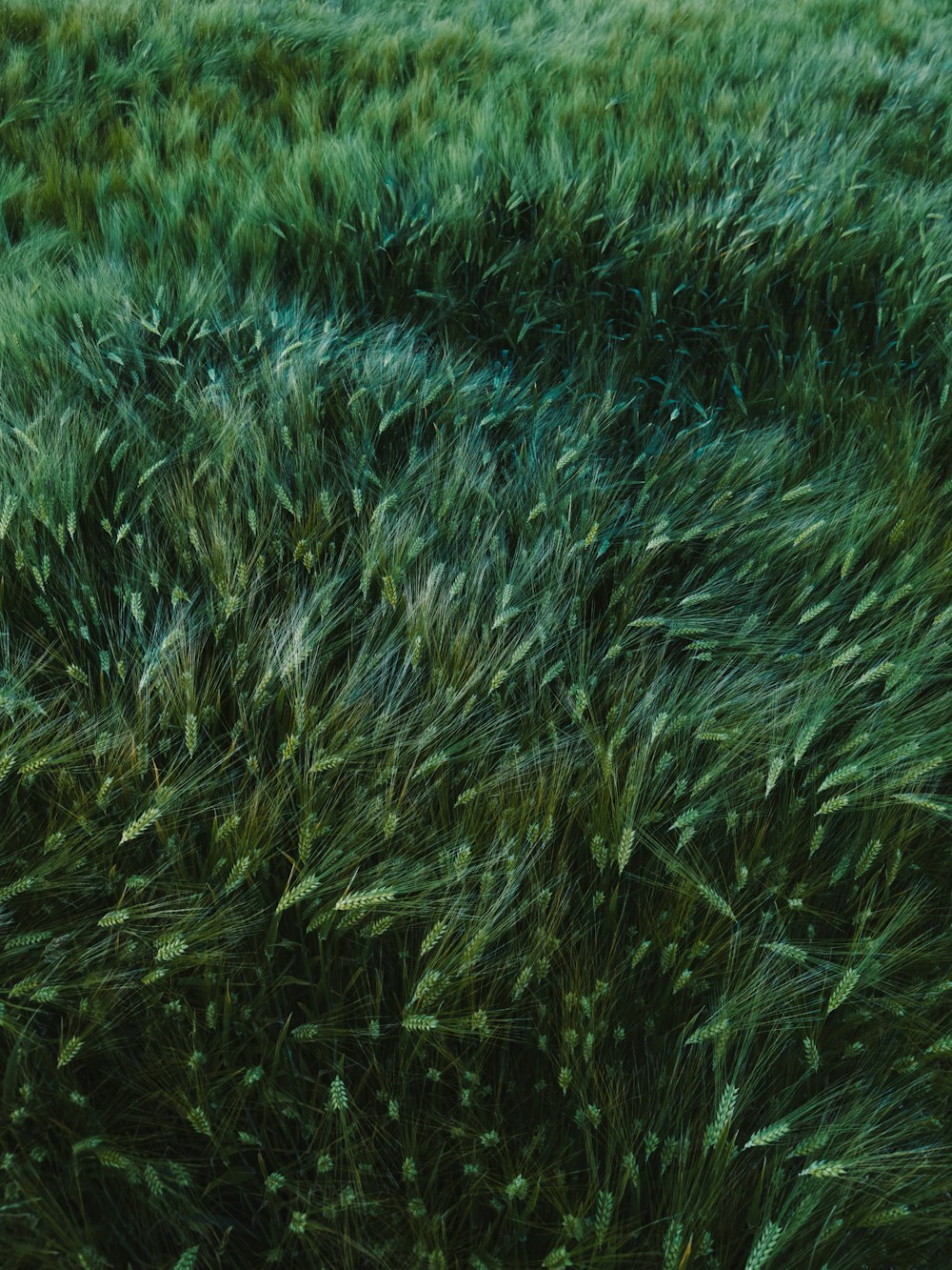 a bunch of grass that is blowing in the wind