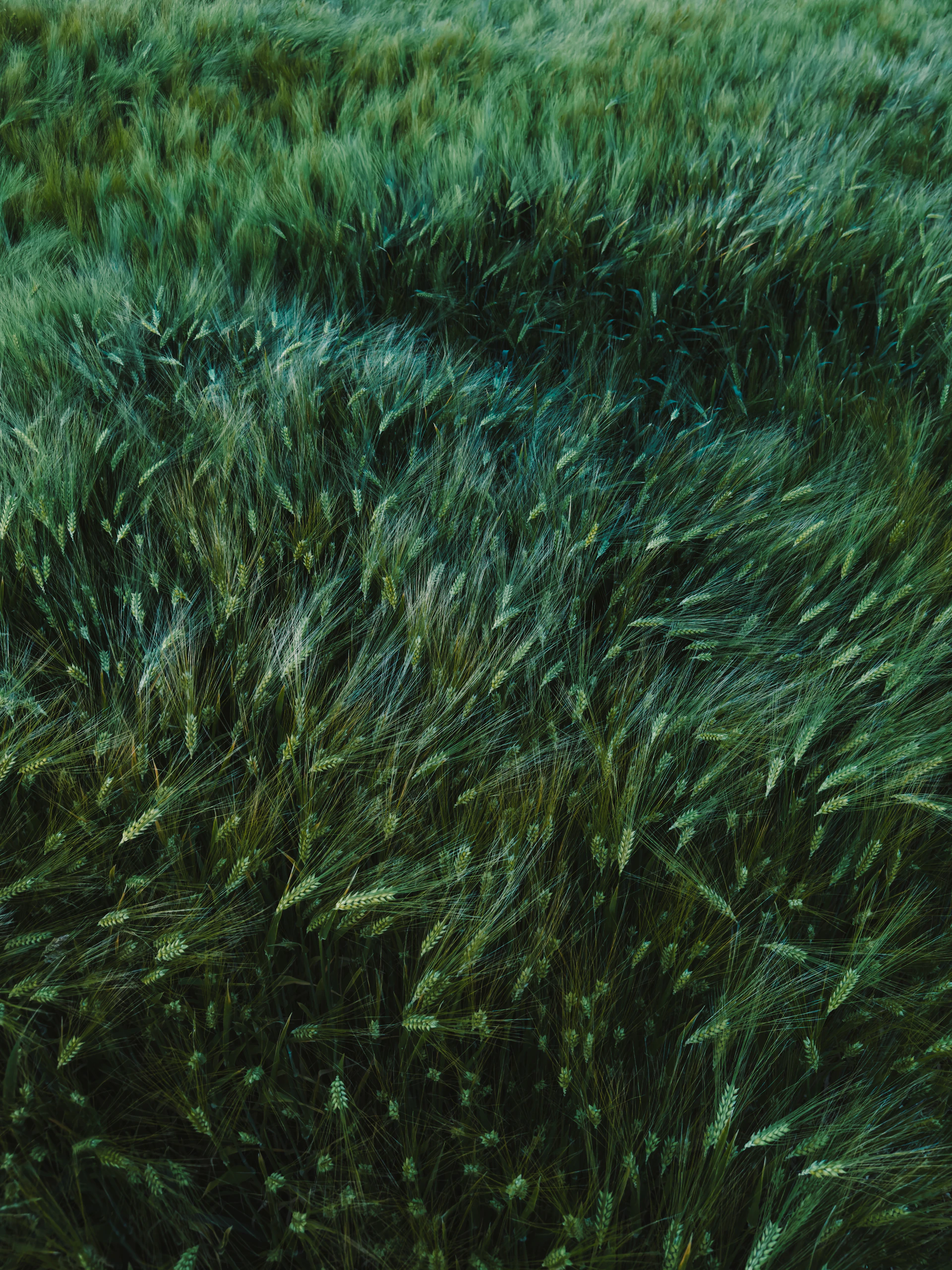 a bunch of grass that is blowing in the wind