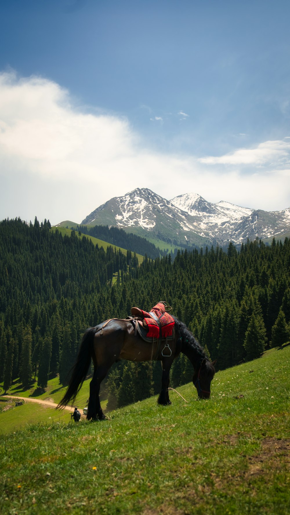 a horse that is standing in the grass