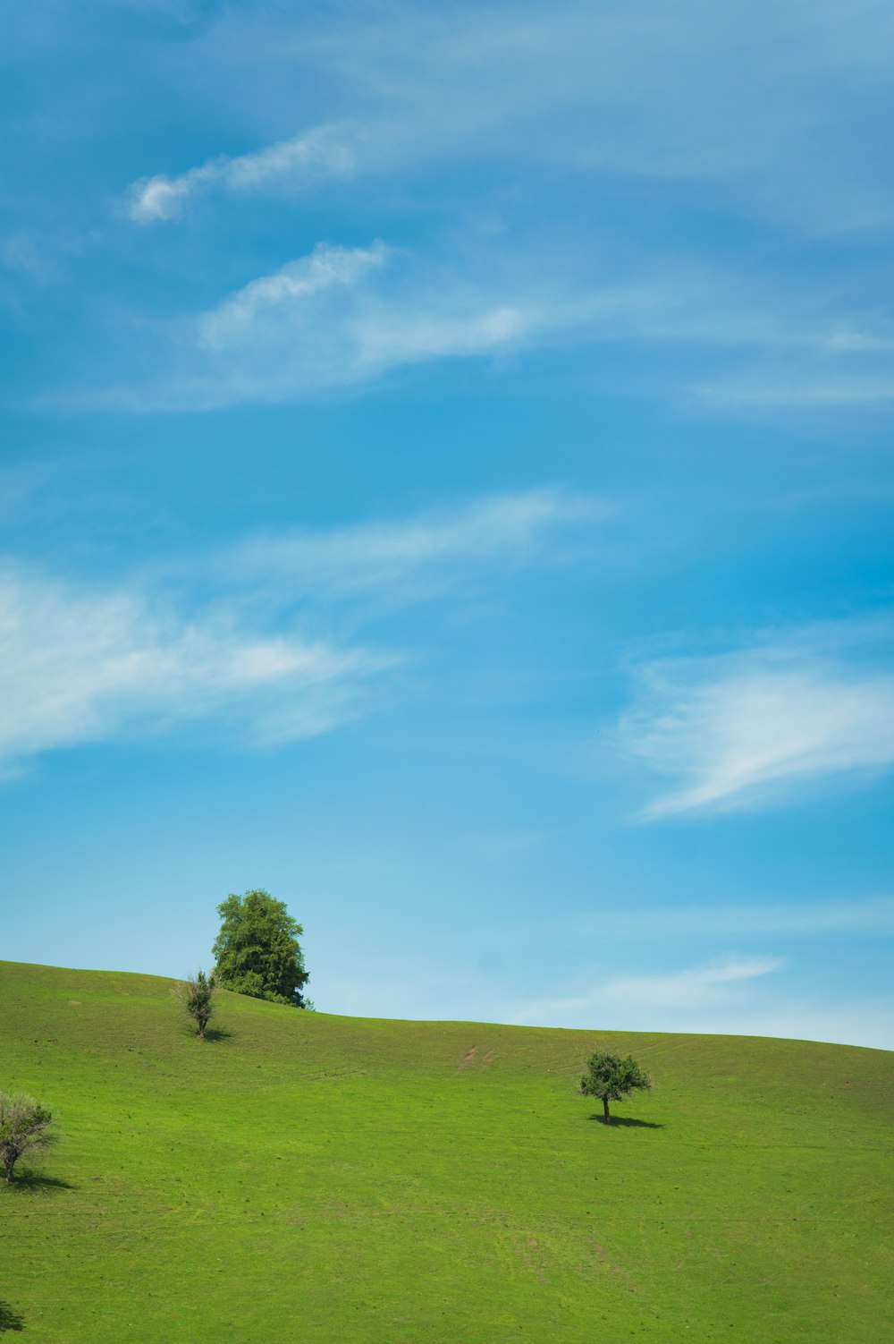 푸른 하늘 아래 풀이 무성한 언덕에 외로운 나무