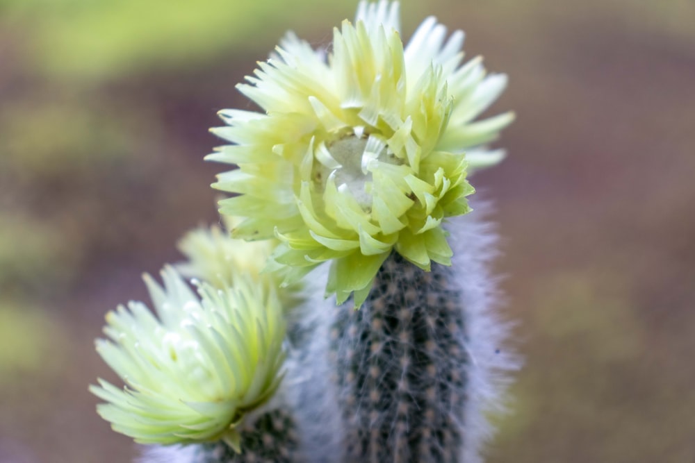 a close up of a flower with a blurry background