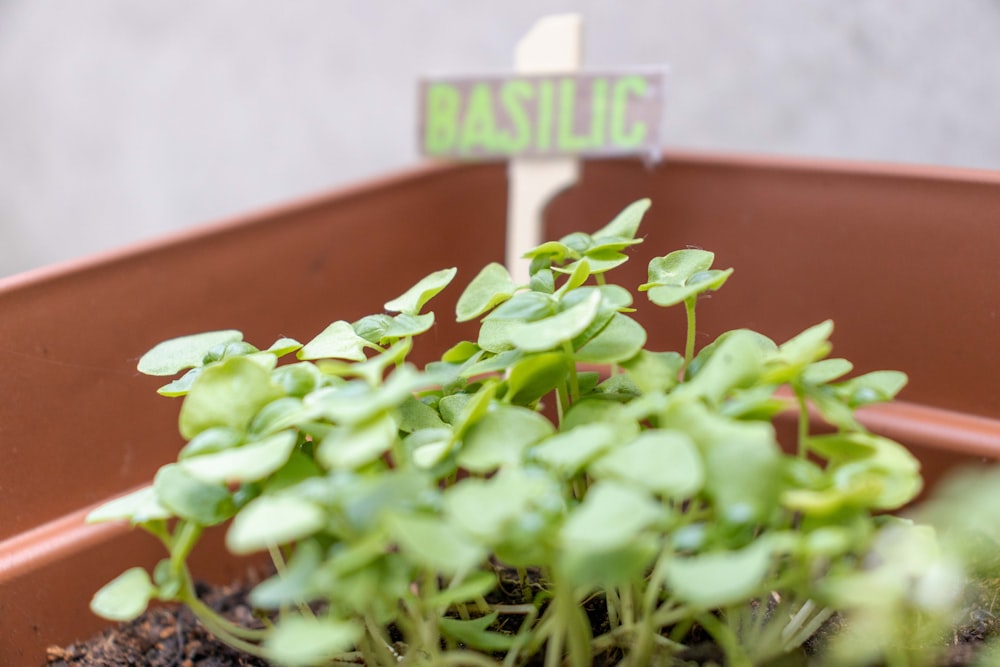 a plant in a pot with a sign in the background