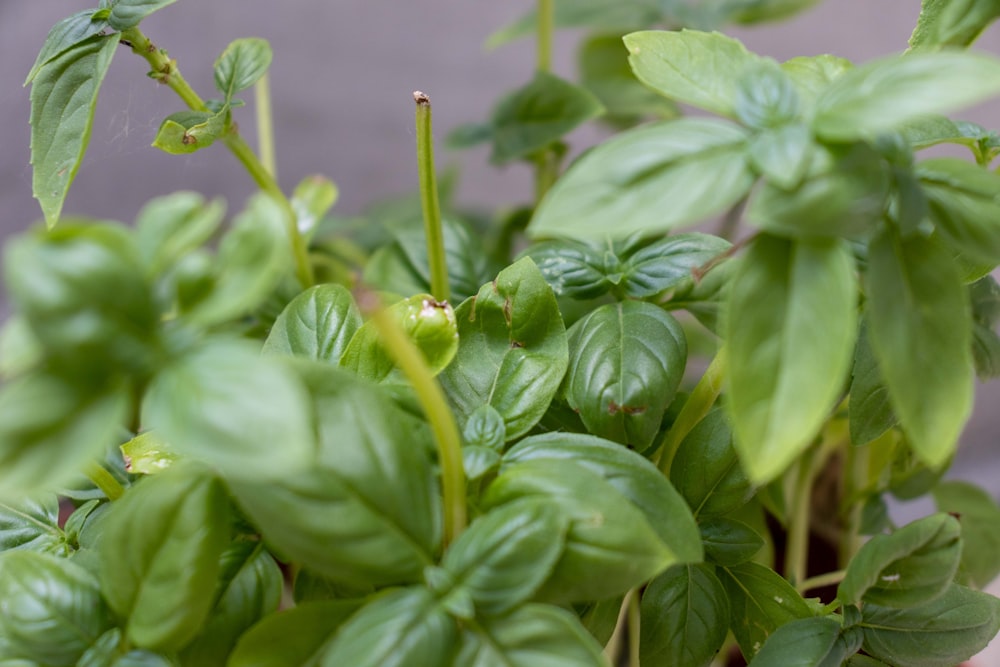 a close up of a plant with green leaves