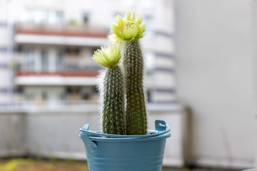 a small cactus in a blue pot on a table