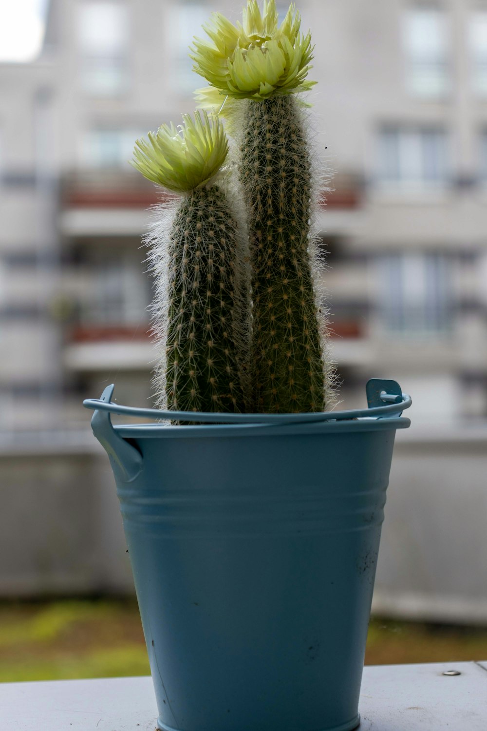 a cactus in a blue pot on a table