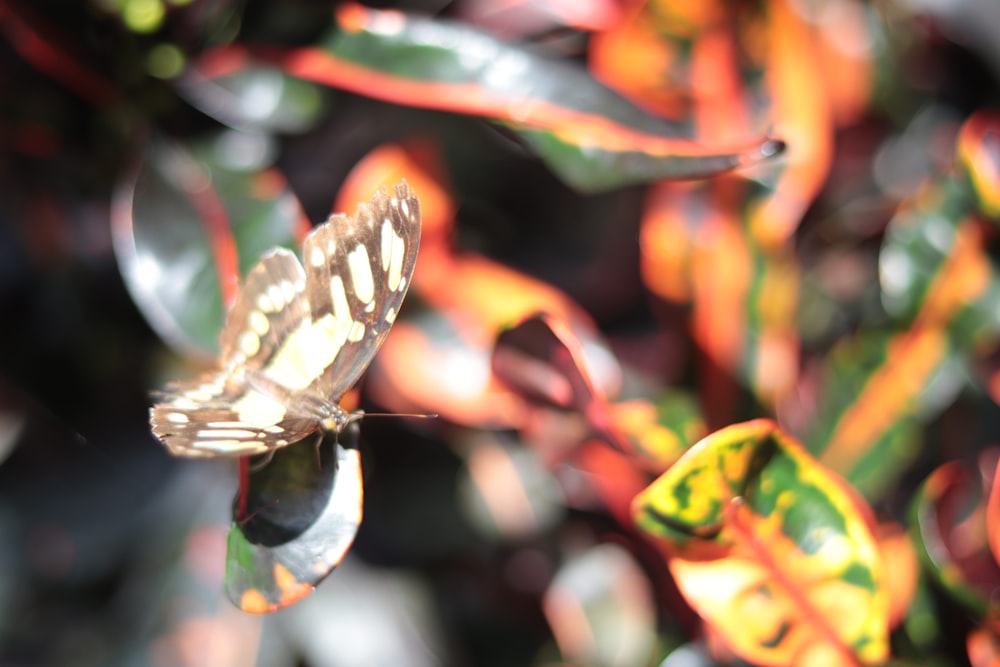 a butterfly that is sitting on a leaf