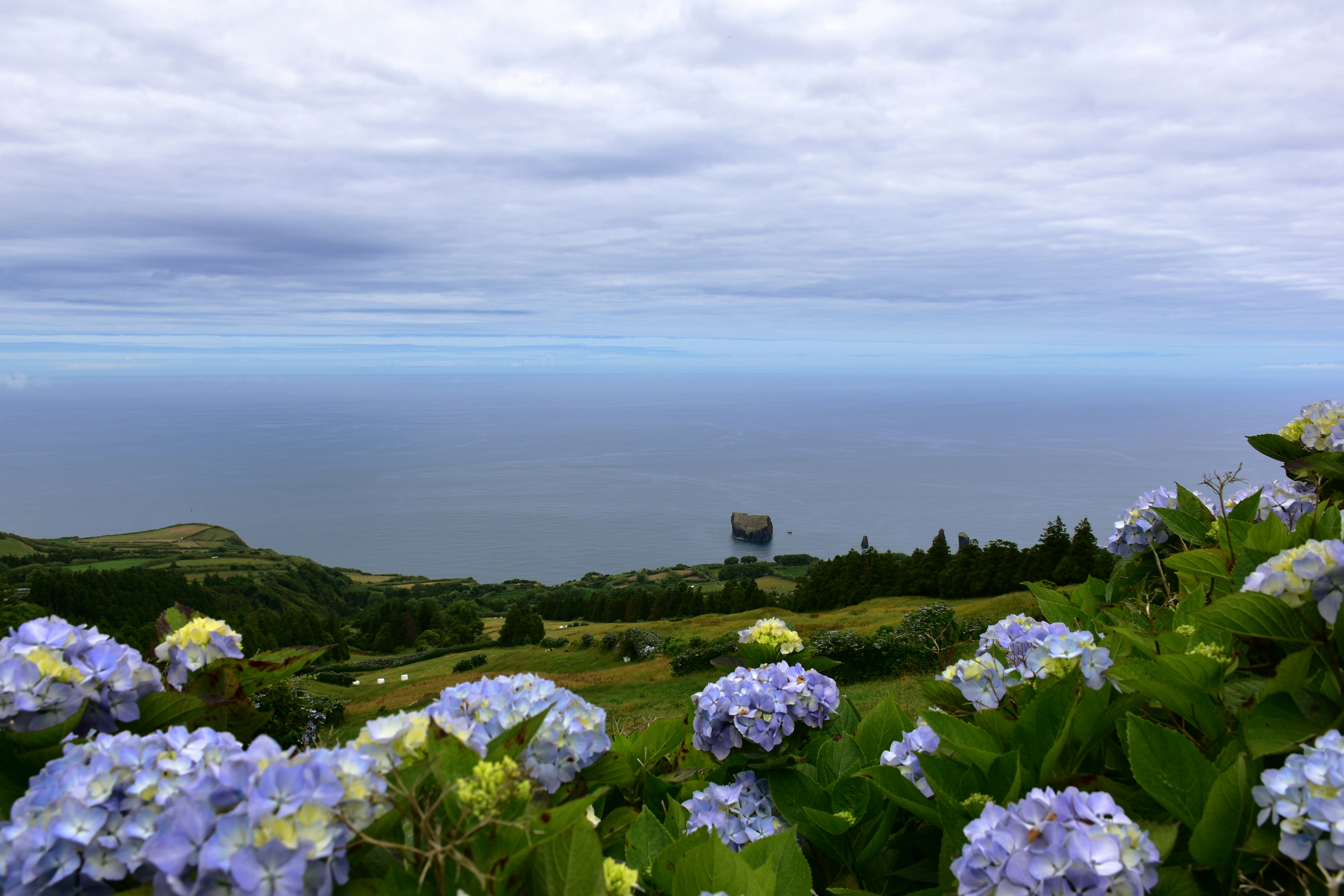 a field of blue flowers with the ocean in the background