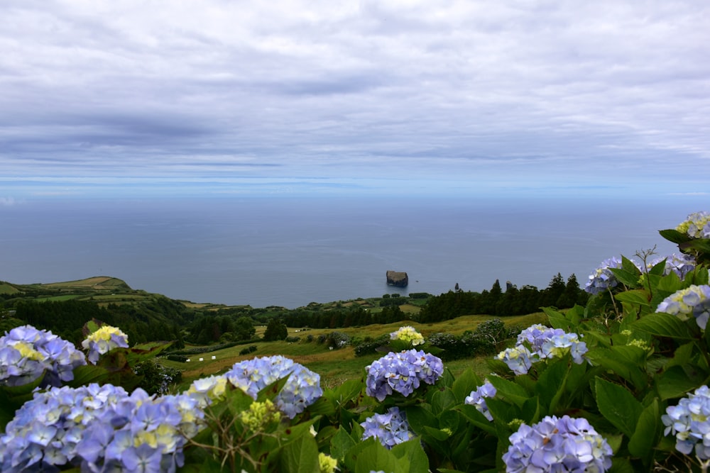 a field of blue flowers with the ocean in the background