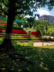 A lush green park scene with a large tree in the foreground, whose trunk is painted with a white band near the base. The grass is scattered with leaves and some roots are visible. In the background, a bright red wall serves as a backdrop to rows of well-maintained bushes and a pathway lined with small palm trees. There is a lamp post on the right, and a building with an arched design can be seen in the background against a partly cloudy sky.