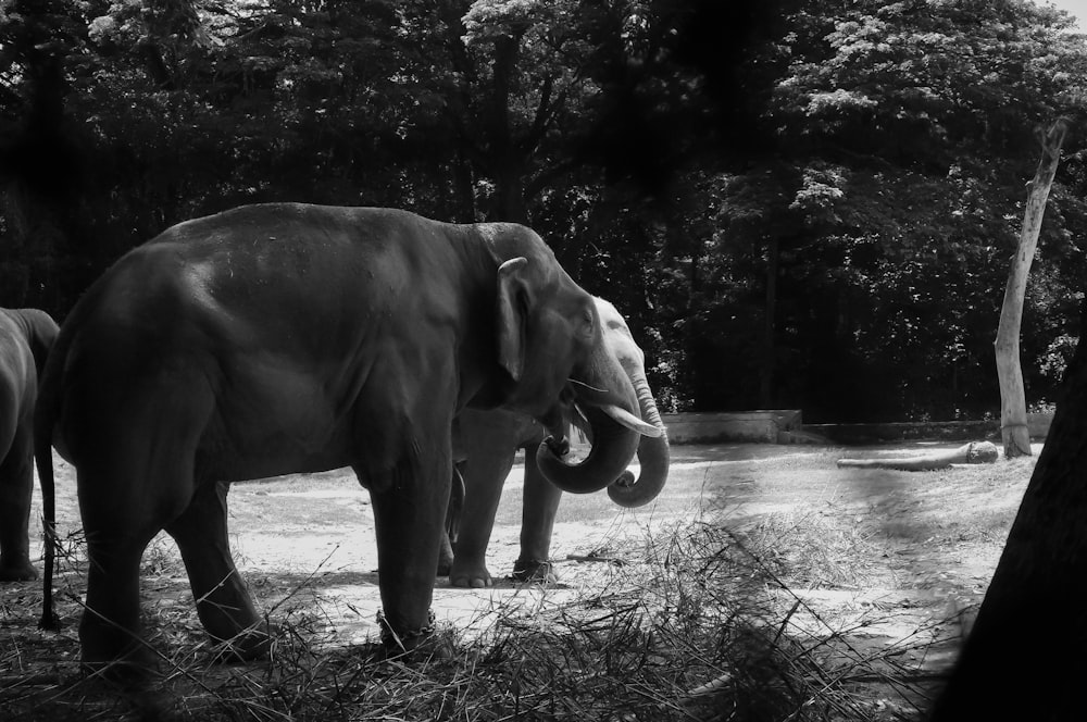 a couple of elephants standing next to each other