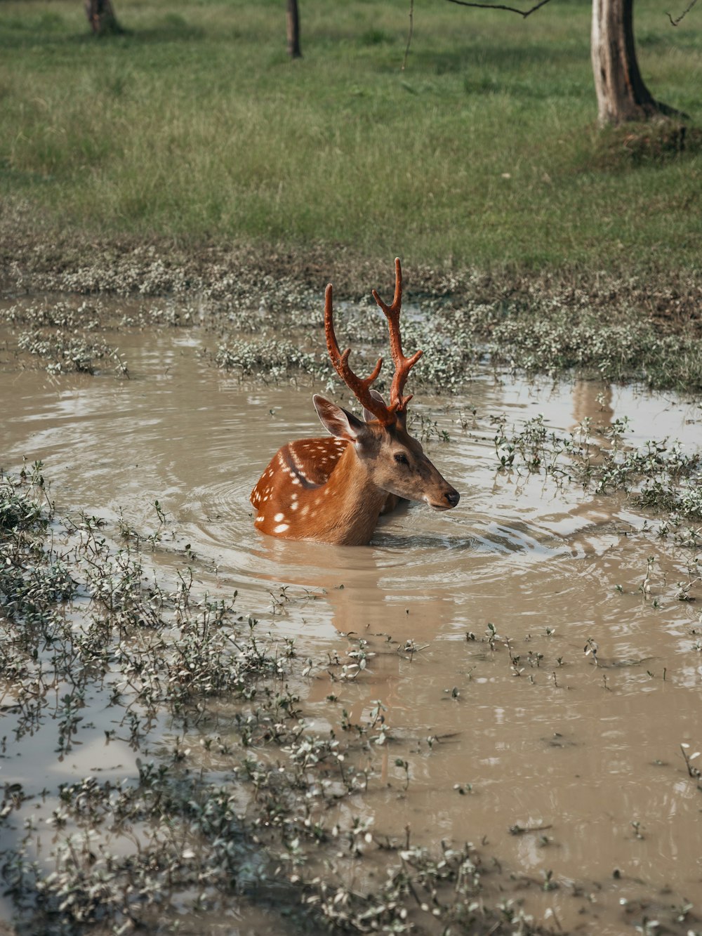a deer that is standing in some water