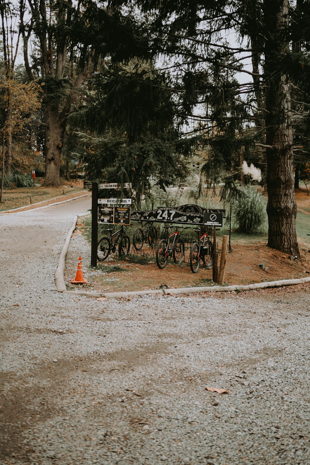 a couple of bikes parked next to a tree