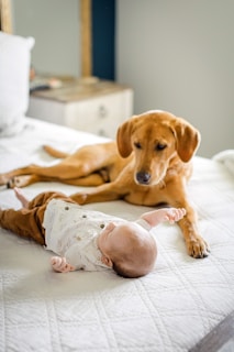 a brown dog laying on top of a bed next to a baby