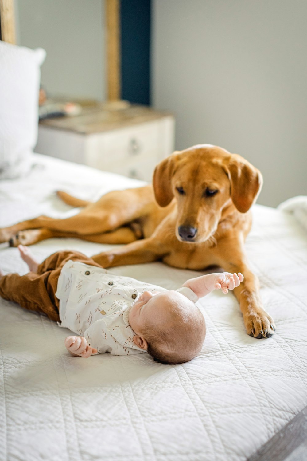 a brown dog laying on top of a bed next to a baby