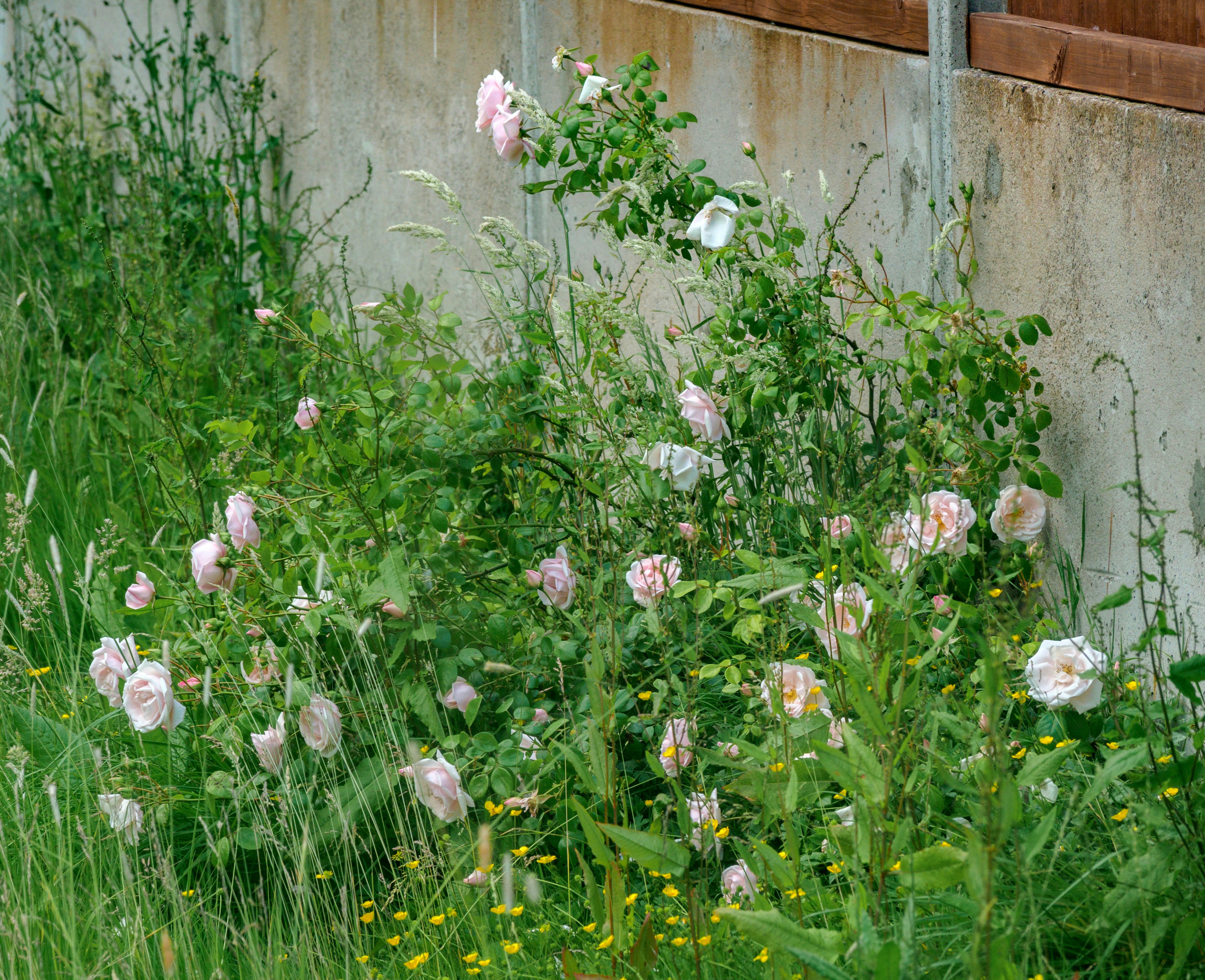 Traditional Wattle and Daub Wall Panel